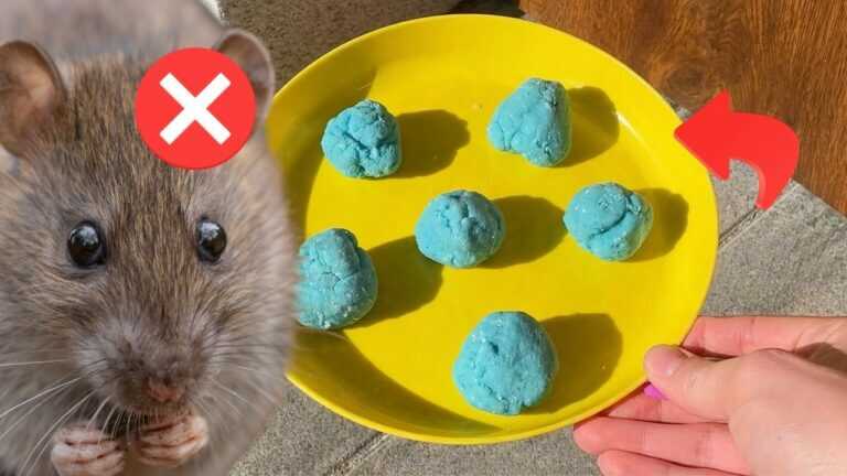 FERMA I TOPI di tornare con questo trucco, GRATIS