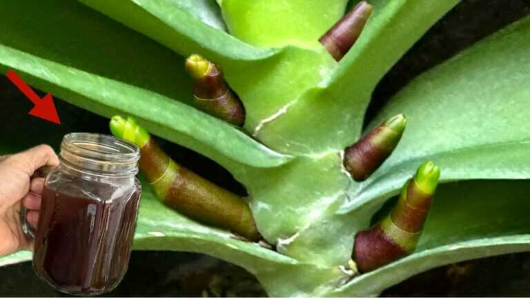 1 filiżanka tygodniowo! Nagle orchidee wypuszczają korzenie i kwitną nieprzerwanie przez cały rok