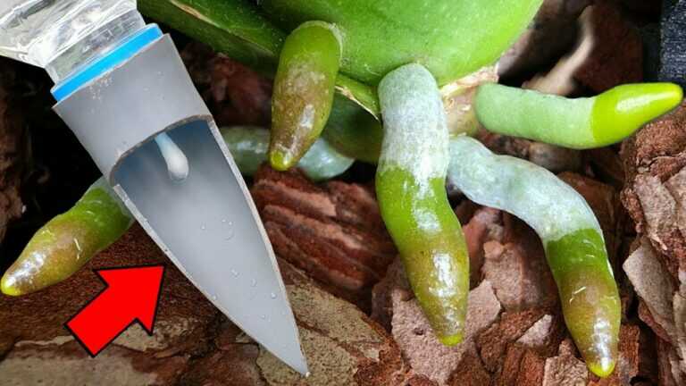 Le orchidee sviluppano nuove radici e fioriscono tutto l’anno in questo modo