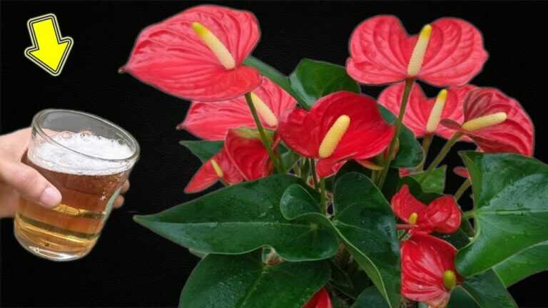 Tylko 1 filiżanka! Anthurium rośnie szybko i kwitnie szalenie