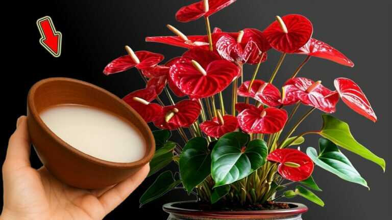 Do This Quickly! Anthurium Blooms Like Crazy And Grows Lots Of Roots!