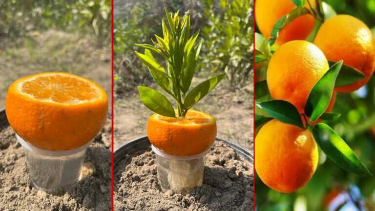 Comment faire pousser des orangers avec du jus de citron | merveilleux résultat avec du jus de citron |
