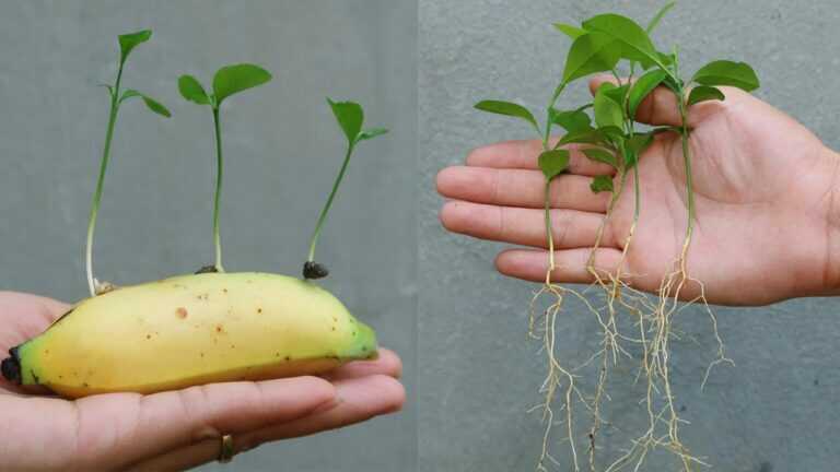 Jak uprawiać cytryny w bananach w domu dla początkujących