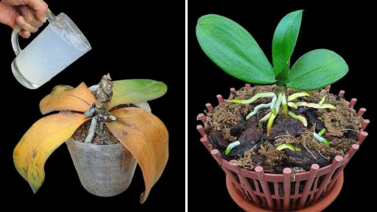 Basta 1 tazza per ridare subito vita a qualsiasi orchidea marcia in modo semplice