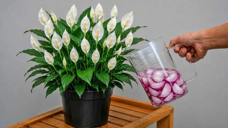 Apenas 1 xícara sob qualquer planta – novos brotos crescem explosivamente!
