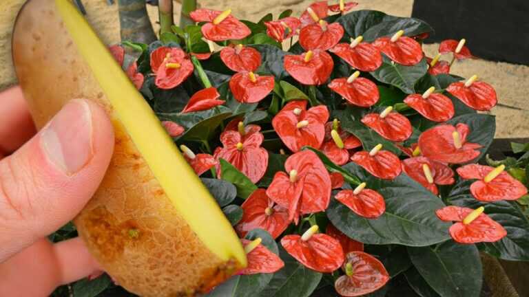 Sprinkle A Little On The Roots! Anthuriums Grow And Bloom Like Crazy