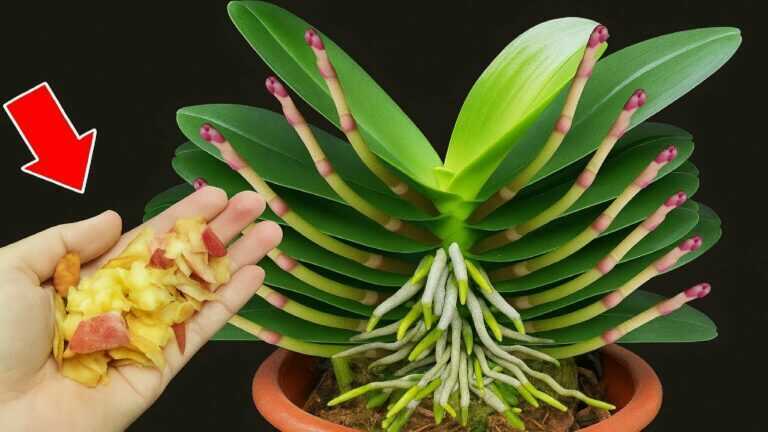 Just Sprinkle Once! Even The Weakest Orchid Will Grow 1001 Roots And Flower Branches!