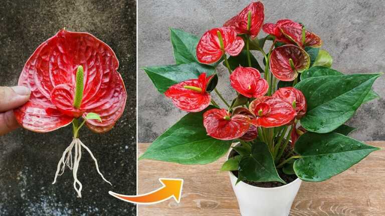 Prosta metoda rozmnażania anthurium za pomocą gałęzi kwiatowych