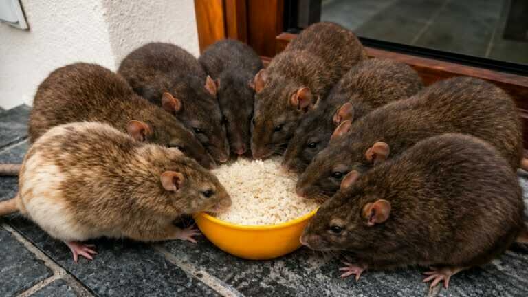 I Haven’t Had a Mouse Problem in 50 Years — This Is Why