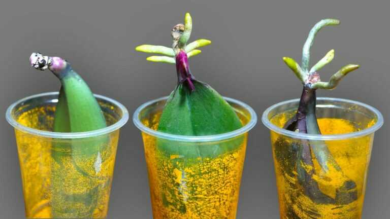 🌸Growing Orchid Leaves In Water Without Roots Will Grow Roots Fast In This New Way – YouTube