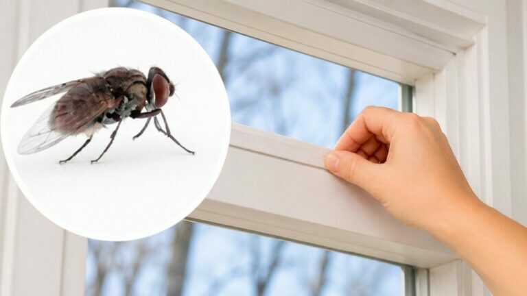 My WINDOWS Are Wide Open but No Flies Get In. Just Hang This