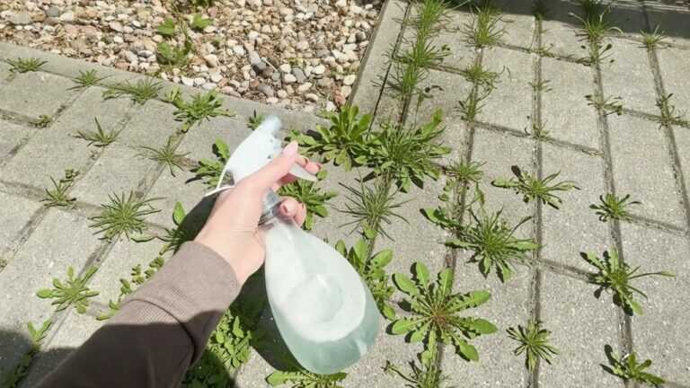 Lorsque la neige aura fondu, vaporise ceci sur le pavé. Les voisins seront jaloux