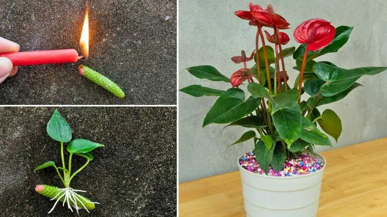 Jak szybko rozmnożyć anthurium za pomocą gałęzi kwiatowych | roślina anthurium