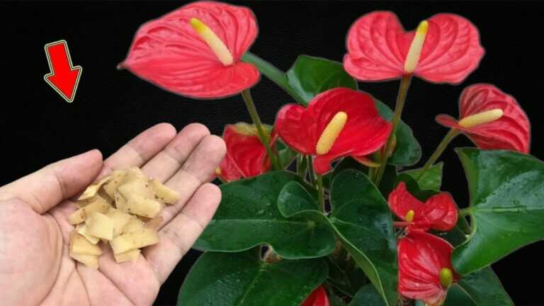 Não jogue fora! Isso faz com que antúrios produzam muitas flores bonitas