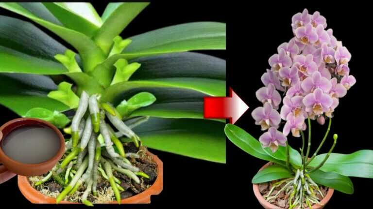 Kořeny jsem to nalil! Najednou orchidej otevřela mnoho květinových větví a vyprodukovala zdravé kořeny
