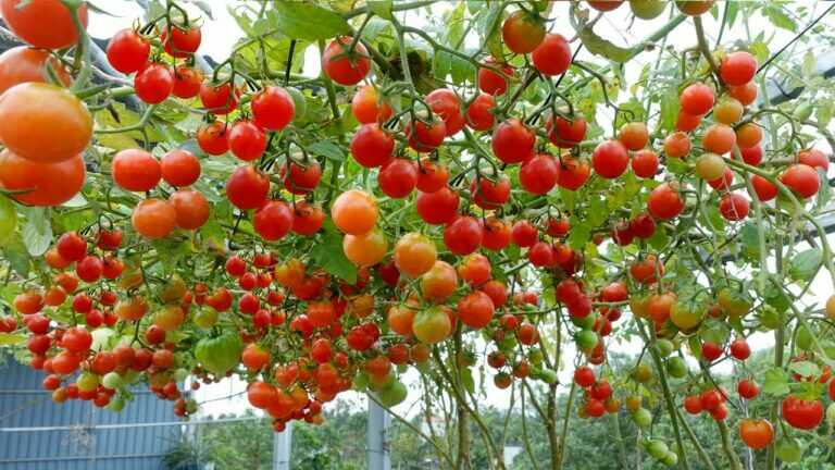 Cultiver des tomates dans des bouteilles en plastique pour des rendements élevés, étonnamment facile
