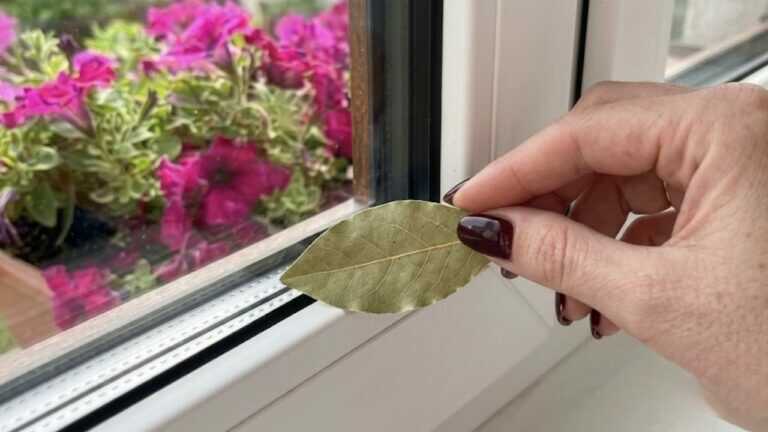 Mettete una foglia di alloro sulla finestra. Le mosche smetteranno di entrare in casa
