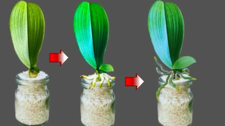 Tylko ryż! W ciągu 10 dni bezkorzeniowa orchidea wypuszcza wiele korzeni i liści
