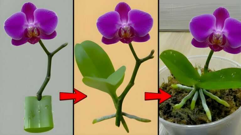 Only pour in the orchid pot! Suddenly miraculous revival