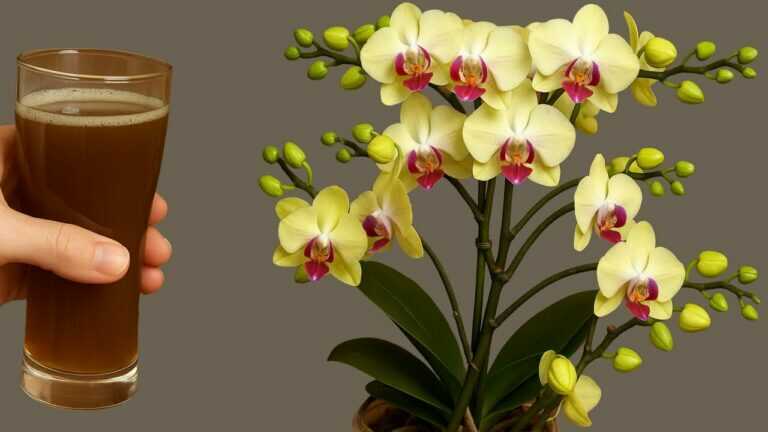 Versa 1 tazza a settimana! Le orchidee creano immediatamente nuove radici e fiori