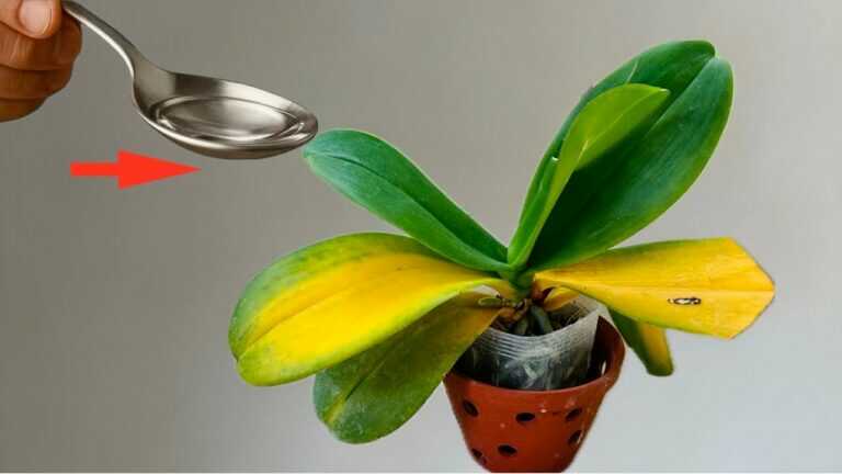 An easy tip will revive any orchid and make it bloom year-round