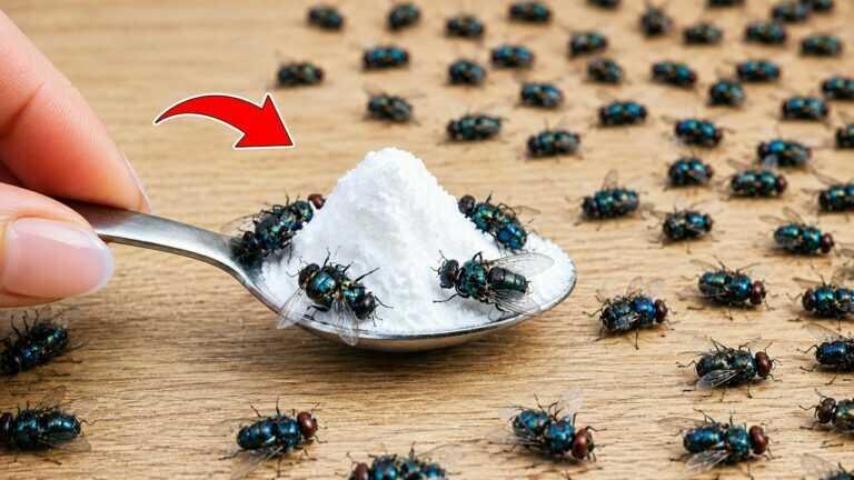 All Flies Die Instantly! Kill Flies Naturally – No Poison, No Cost! ⭐