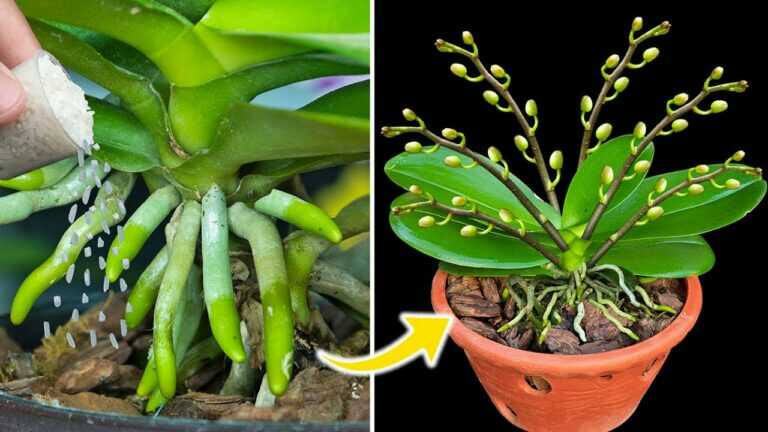 Esta semente mágica pode reviver as raízes de orquídeas instantaneamente e facilmente