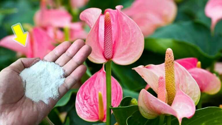 Spargi un po’ sulle radici! Anche la pianta di anturio più debole fiorisce immediatamente!