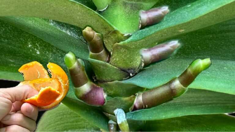 Basta un frutto! L’orchidea mette subito radici – Fiorisce tutto l’anno