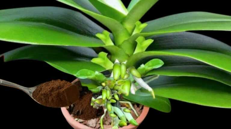 Trochę spryskaj swoje korzenie! Nagle orchidee zakwitną wieloma kwiatami! I wydadzą zdrowe korzenie.