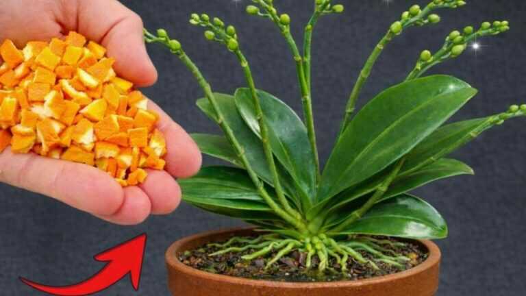 Po prostu posyp to na wierzch! Nawet orchidee bez kwiatów nagle zakwitną