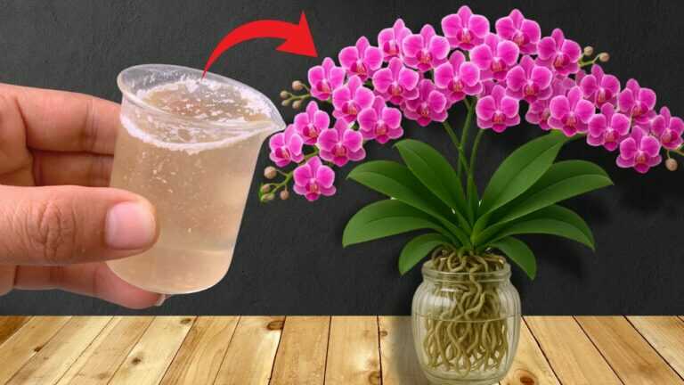 Come far rivivere un’orchidea morente: 3 modi per farla tornare in vita