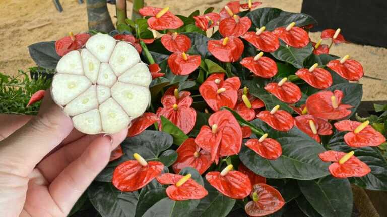 Con un solo spicchio d’aglio, l’Anthurium è sano e fiorisce con molti fiori magici