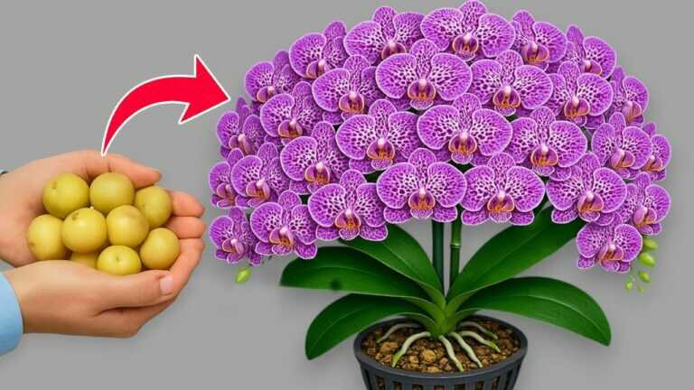 🌸Place one coin under the orchid! Suddenly one hundred branches will appear and bloom all year round