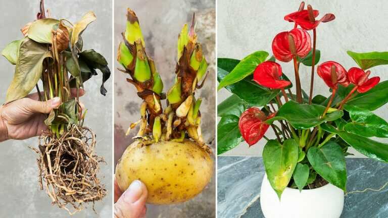 Como ressuscitar antúrio de uma árvore morta com apenas isso, Cultivando antúrio com batatas