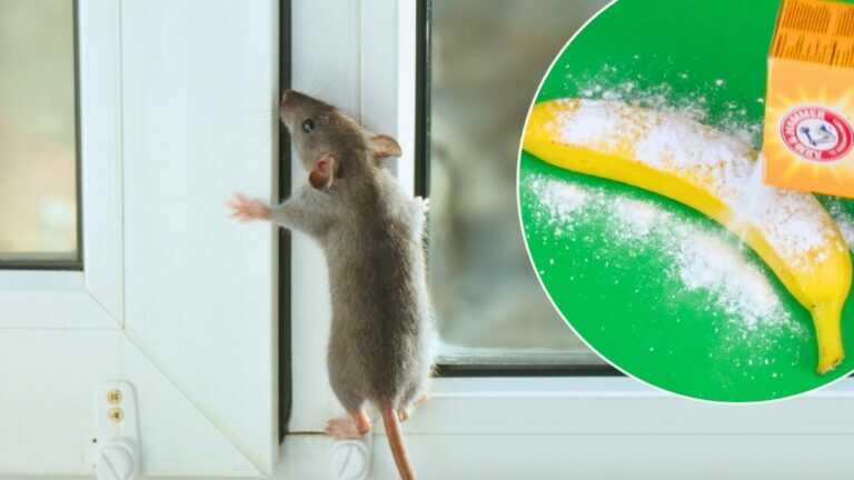 Stop Rat Problems in 2 Minutes with Things in Your Kitchen