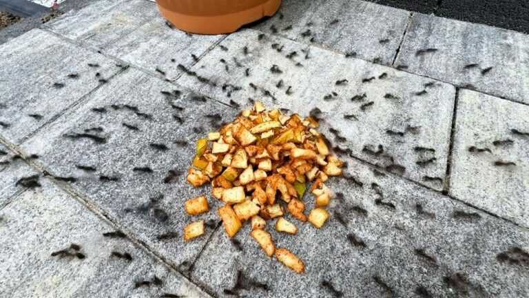 Befreie dich für die ganze Saison von Ameisen! Dieser einfache Trick reicht aus