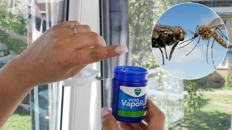Kaufen Sie in der Apotheke und tragen Sie es auf die Rahmen auf – Mücken und Fliegen verschwinden aus dem Haus