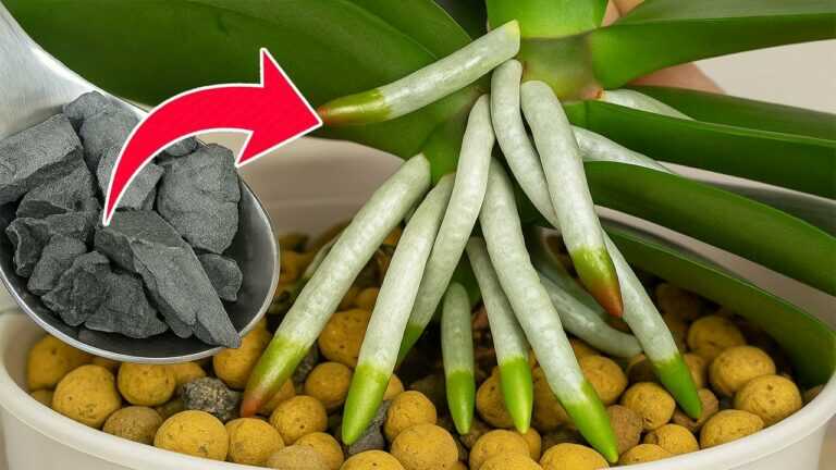Cinquecento volte più forte dell’aglio! Le orchidee fanno subito spuntare i boccioli e fioriscono tutto l’anno