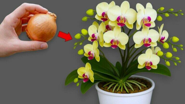 Onion Water for Orchids: Can This Simple Kitchen Ingredient Help Encourage Healthy Growth?