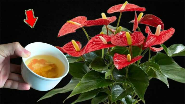 1 filiżanka na tydzień! Nagle Anthurium kwitnie o 300% więcej