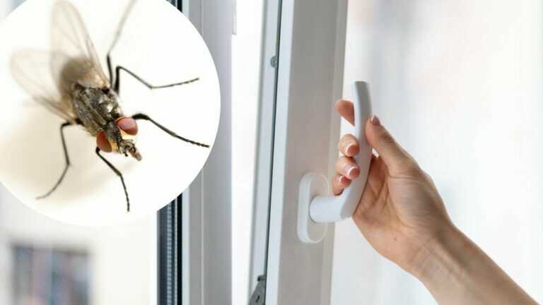 Meine Fenster sind offen, aber keine Fliege kommt herein. Es genügt, nur eine Sache aufzuhängen