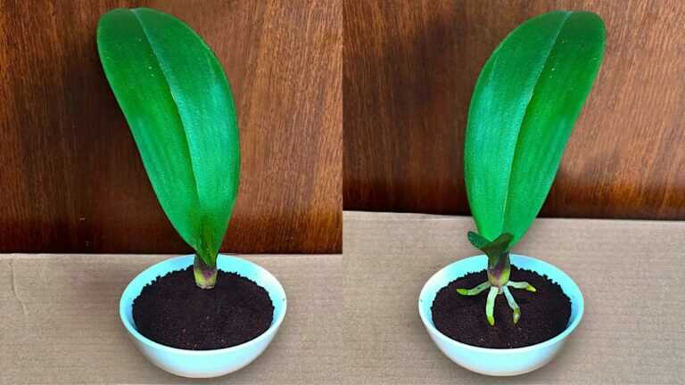 Solo caffè! Le foglie dell’orchidea crescono subito radici e fioriscono tutto l’anno