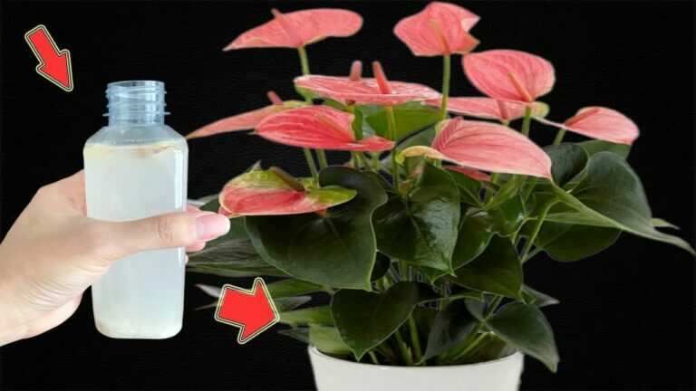 1 butelka miesięcznie! Anthurium kwitnie non-stop przez cały rok