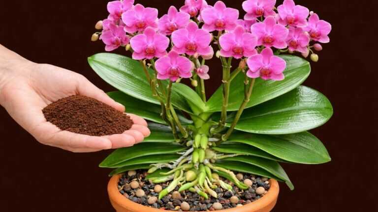 Just For This In! Your Orchids Will Bloom All Year Round Naturally