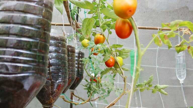 Easy Way To Grow Tomato Plant in Plastic Hanging Bottles | Growing Tomatoes from Seed