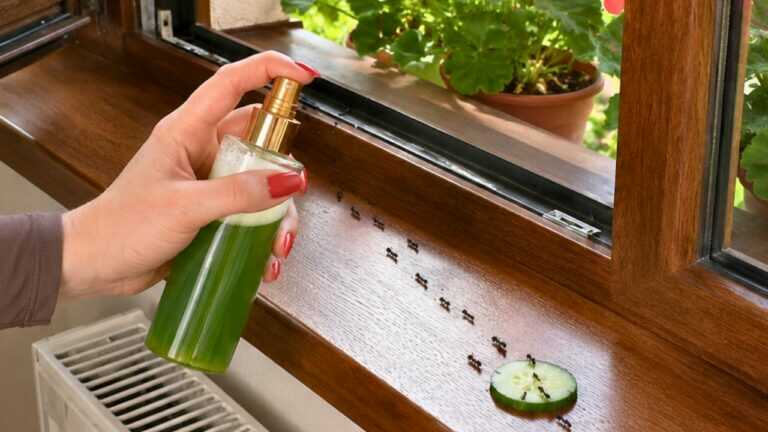 Ants will escape from the house for years! Just throw this into the blender