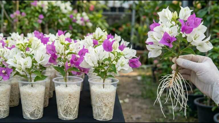 Tylko ryż! Sadzonki bougainvillei natychmiast (900%) wypuszczą korzenie i będą kwitnąć przez cały rok.