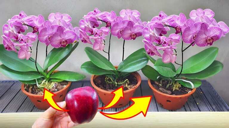 Basta applicare questo metodo, le orchidee sfiorite fioriranno immediatamente tutto l’anno