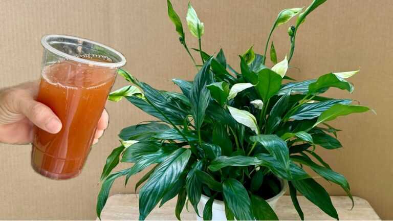 Pour a glass! Hundreds of flowers bloom from the base year-round